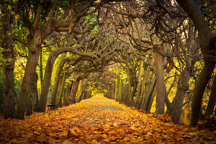 Autumn-in-Poland.jpg - 160.03 kB