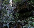 120px_rainforest_bluemountainsnsw.jpg - 4.40 kB